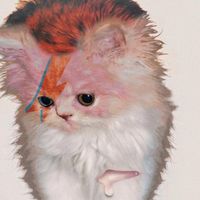 Cassi
