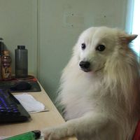 Api