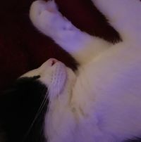 Laz
