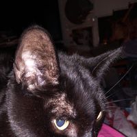 Joan
