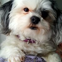 Roxanne