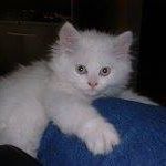 Charles