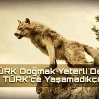 Bozkurt