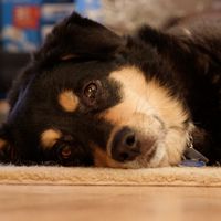 Bonnie