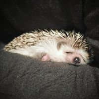 Spikey