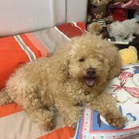 Annie