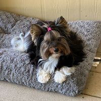 Teresa