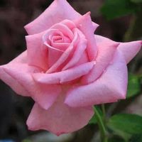 Rabab