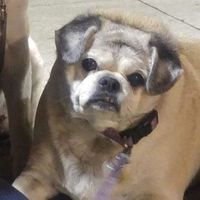 Peggy
